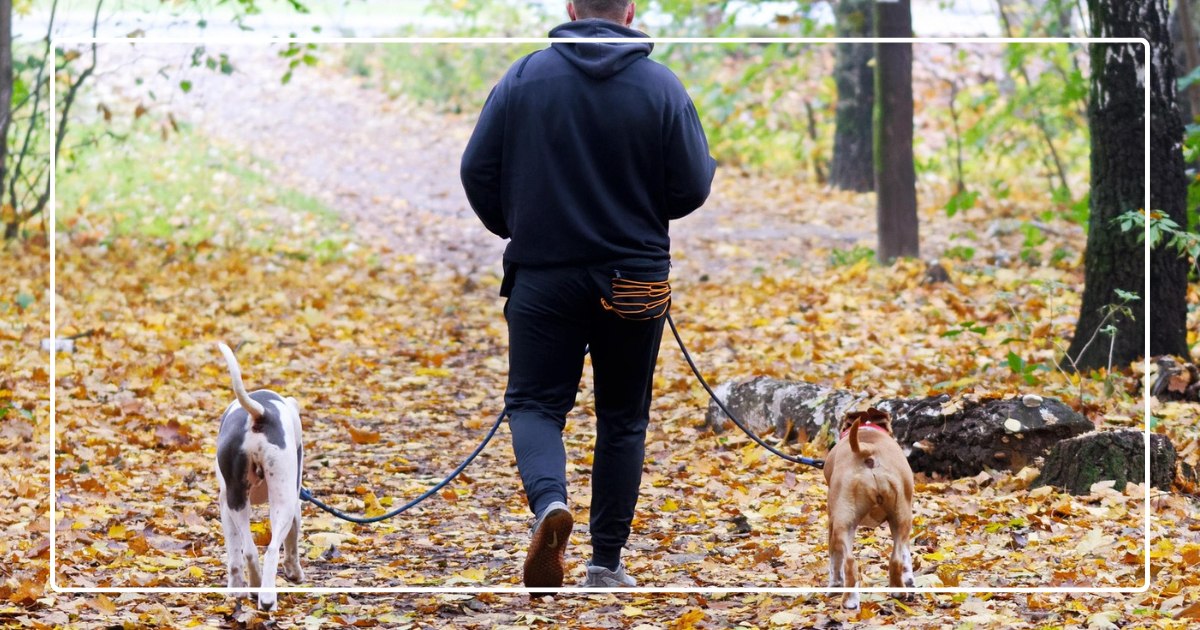 Chiens : obligations d&rsquo;être tenus en laisse entre le 15 avril et le 30 juin